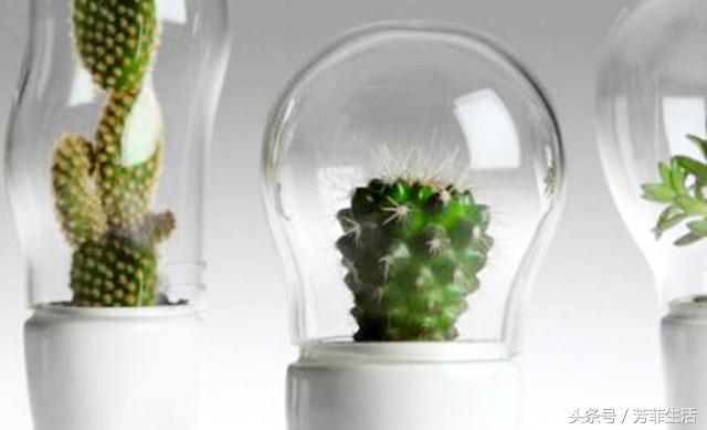 植物杀手，你知道仙人球要怎么养吗？