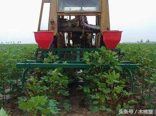 棉花增产窍门,自己种的棉花怎么处理