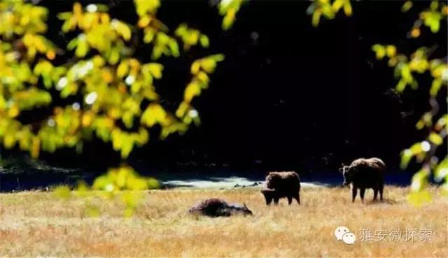 最美的季节,醉美的季节原唱视频