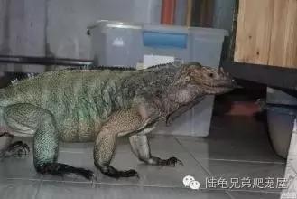 绿鬣蜥的饲养方式和技巧,绿鬣蜥的饲养方法和注意事项