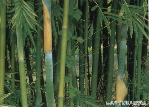 餐桌上常吃的竹笋，长大后可用于妊娠呕吐，胎动不安！