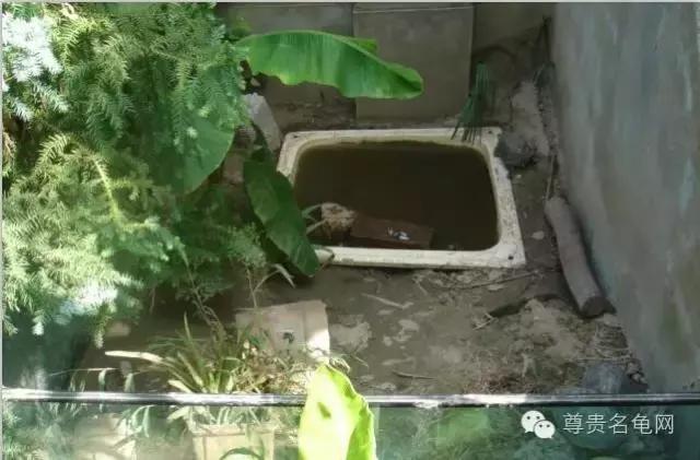 疯狂龟友，6次为龟修建豪华花园！