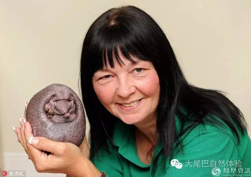 每天一种水果介绍山竹,每天一个水果是什么体验