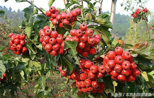 经常吃山楂会带来什么严重后果,吃山楂方法不对会给身体造成伤害