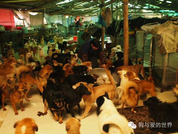 他们是最可爱的人作文350字 (他们是最可爱的人作文)