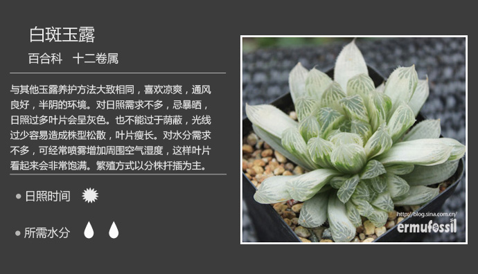 1000种多肉植物珊瑚图鉴,最全多肉品种图鉴