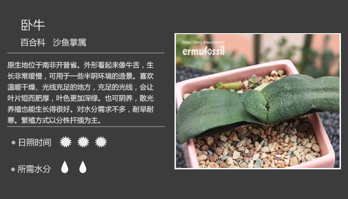 1000种多肉植物珊瑚图鉴,最全多肉品种图鉴