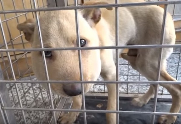 流浪狗整个头肿胀,流浪狗脸肿像猪一样