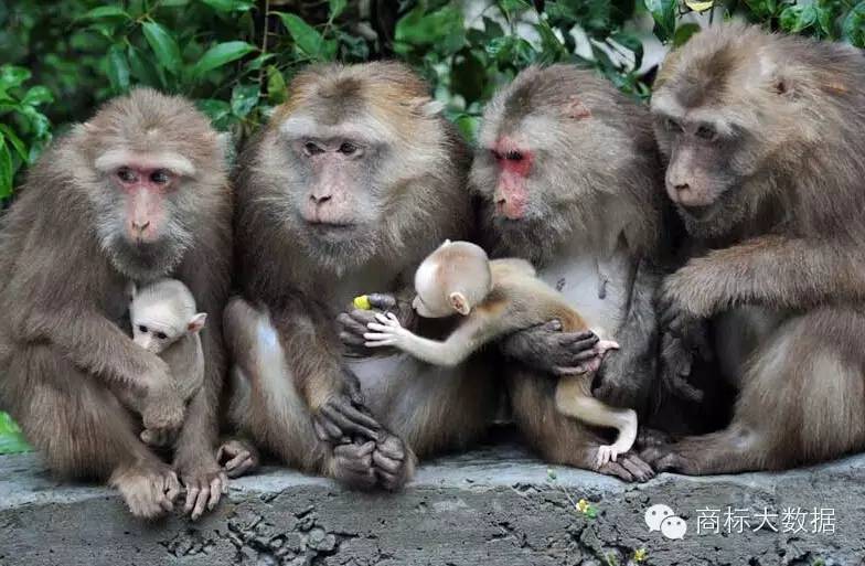 鐚村勾鍝佺墝鍛藉悕,鐚村勾鐚寸墝