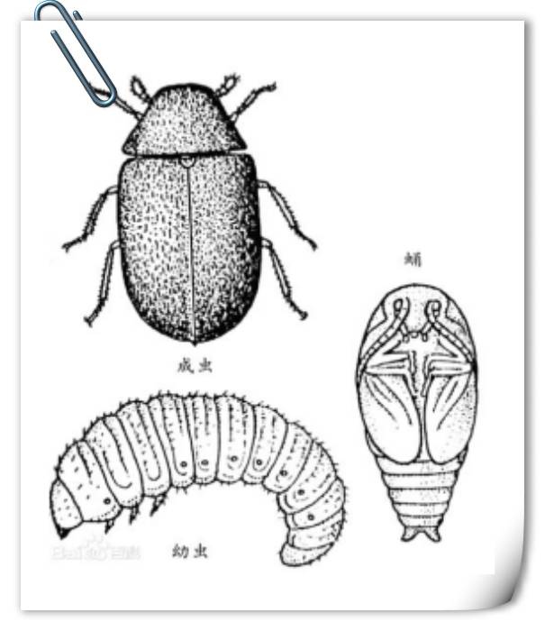 古籍虫蛀修复用什么胶,虫蛀的古籍如何修复