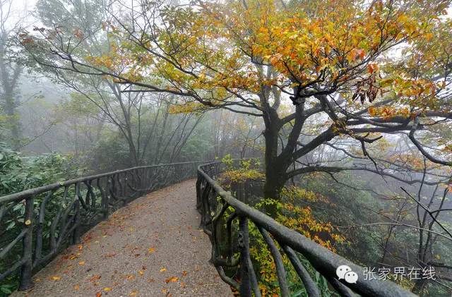 影像张家界季节篇：深秋的印记