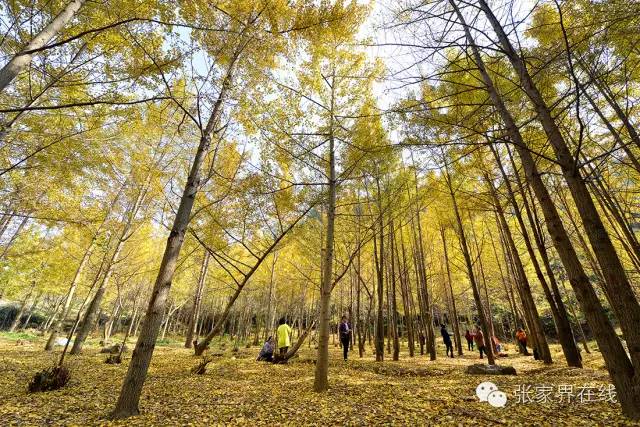 影像张家界季节篇：深秋的印记