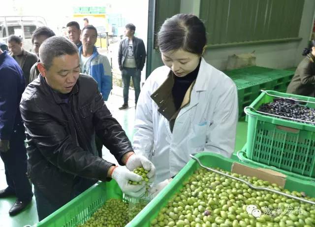 最美橄榄季，小武带您探访“特级初榨”是如何炼成的~