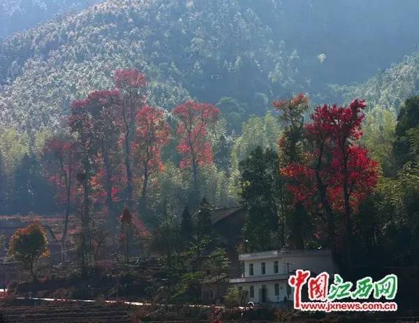 围观“枫”和日丽~来江西赏这一抹红