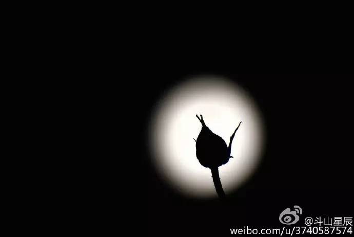 错过再等18年！昨晚的超级月亮太给力，穿透雾霾把梦照亮！