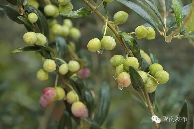 最美橄榄季，小武带您探访“特级初榨”是如何炼成的~