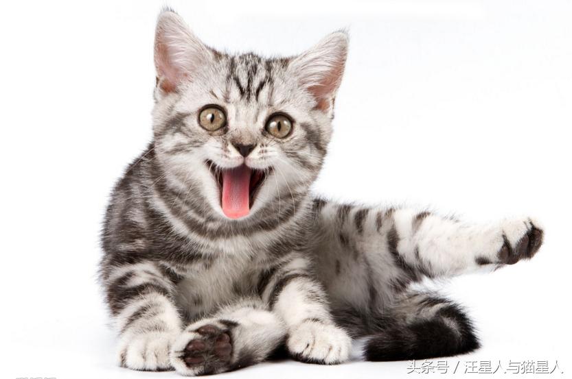 猫咪情绪指南猫咪的心思不难懂,猫咪有这些行为其实代表猫咪开心