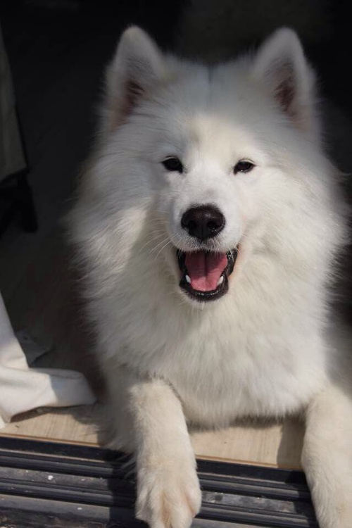 狗狗身上的毛剃光了是不是很难看,狗狗全部剃光毛的样子