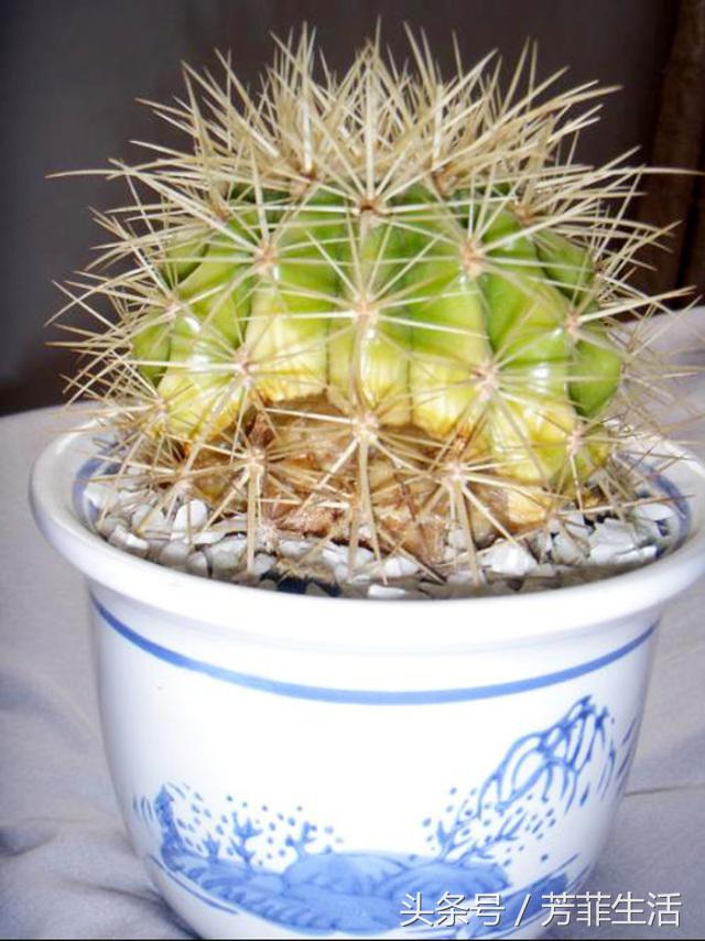 植物杀手，你知道仙人球要怎么养吗？