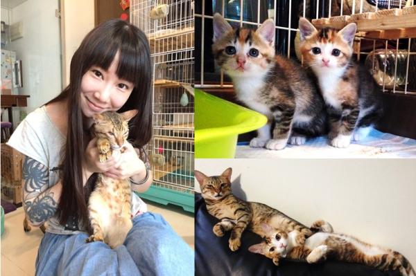 这个香港女孩，是20只残疾猫咪的妈妈：“我会照顾它们到老”
