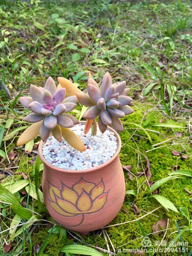 我的多肉小苗一直在露养用遮阳吗,露养冬天的第一盆多肉