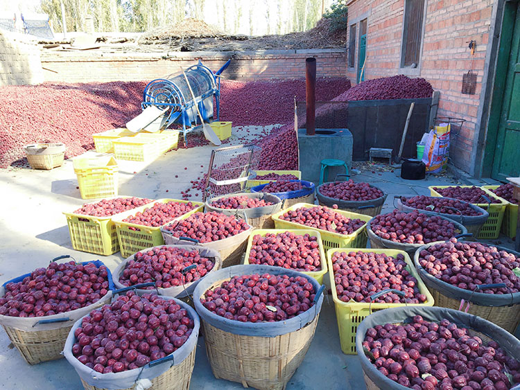 哈密大枣简介,乌鲁木齐哈密大枣