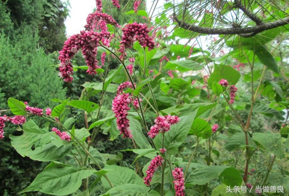 南方小时候常见又叫不上名的植物,四川常见花草植物有哪些