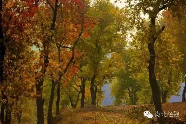 武汉秋天不可错过的美景,武汉踏春打卡地