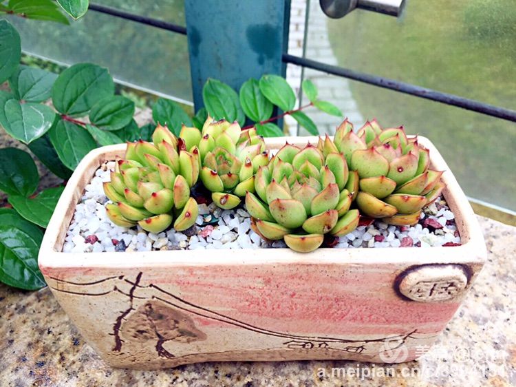 我的多肉小苗一直在露养用遮阳吗,露养冬天的第一盆多肉