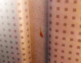 广州车展探馆日,2019广州车展探馆雷克萨斯