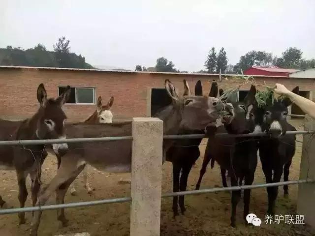 养驴疾病,养驴的正确方法与注意事项