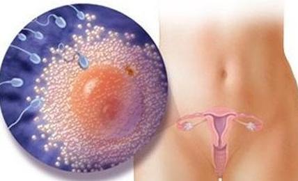 怀孕整个胎儿的发育过程,胎儿1-10月发育过程各怕什么