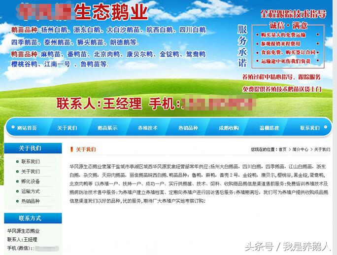 鹅苗采购,鹅苗品种鉴别