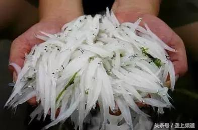 湖北省哪个地方的鱼最好吃,湖北最好吃的淡水鱼在哪里