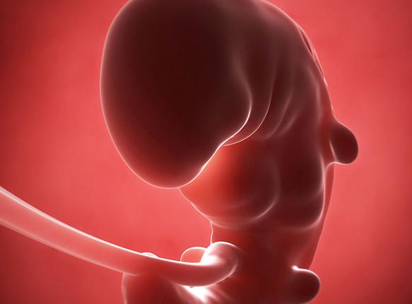 怀孕整个胎儿的发育过程,胎儿1-10月发育过程各怕什么