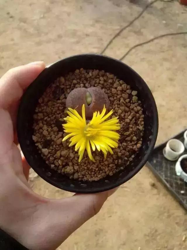 一个爱折腾的90后,多肉90后大叔