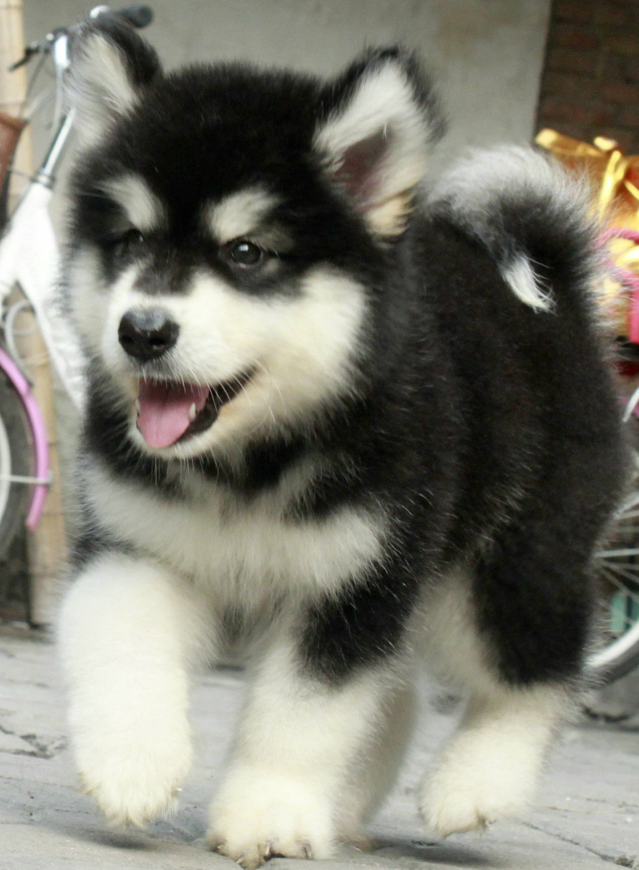 从来不跟狗打交道的星座,狗跟星座的关系