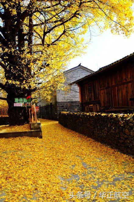 乐山最美银杏打卡地,中国最美十大银杏观赏地