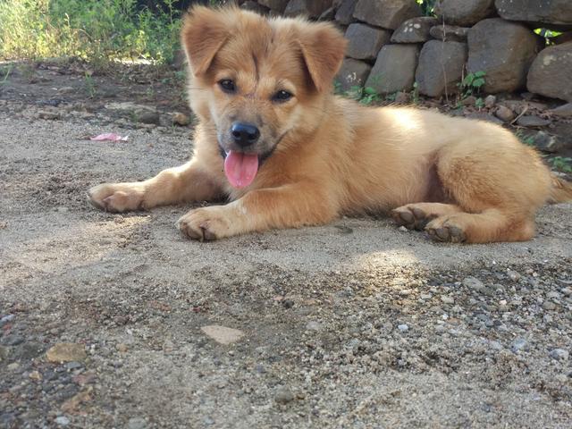 正宗中华田园犬还有多少只,中华田园犬最正宗的是哪个省