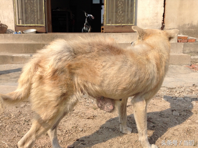 农村老汉在9岁老狗身上得到“狗黄金”，被人80万买走