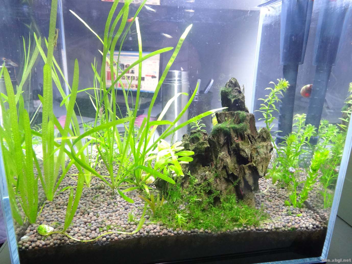 太阳能板自制鱼缸循环系统,热带鱼鱼缸过滤循环系统