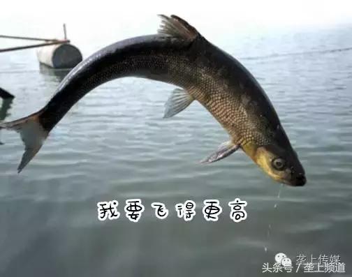 湖北省哪个地方的鱼最好吃,湖北最好吃的淡水鱼在哪里