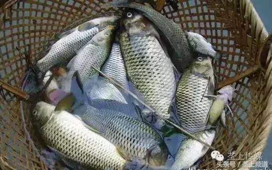 湖北省哪个地方的鱼最好吃,湖北最好吃的淡水鱼在哪里