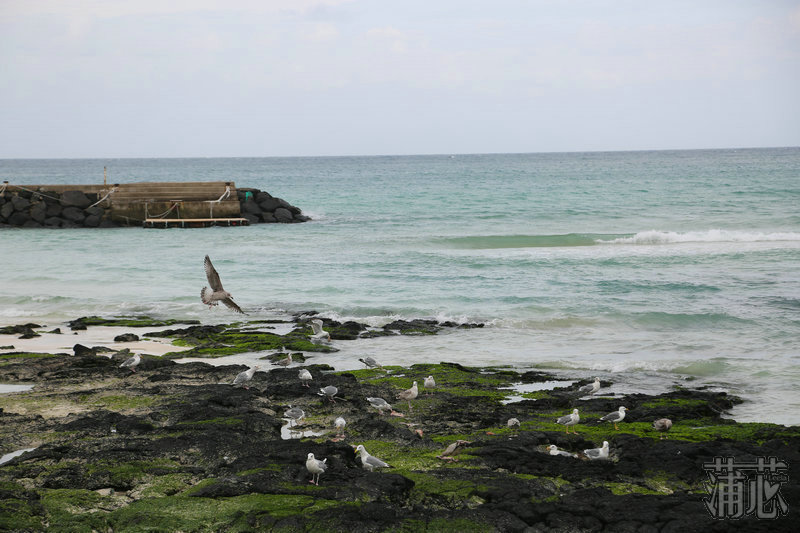 济州岛看枫叶,济州岛枫叶