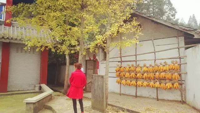 成都寺庙看银杏最美的地方,成都市最美银杏树在什么位置