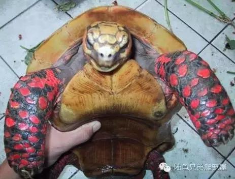 新手入门选什么跑鞋,新手入门选色