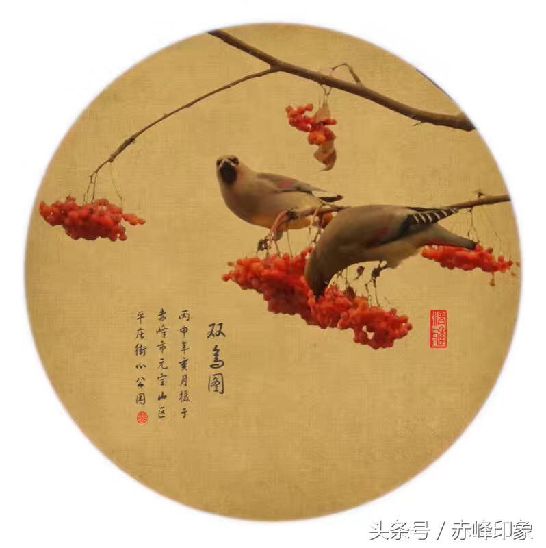 常闻摄影作品欣赏｜双鸟图