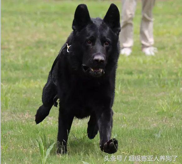 德国牧羊犬长得真霸气,黑色德国牧羊犬和黑狼犬