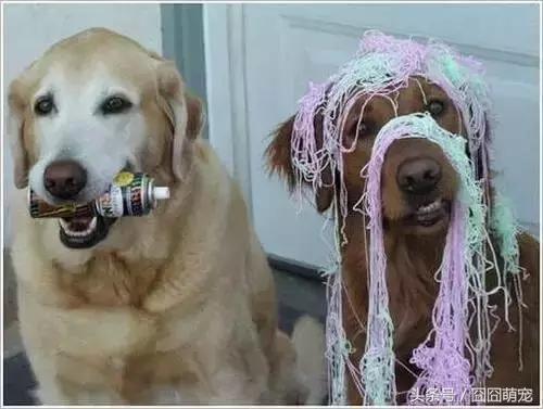 炖狗肉怎么做又香又好吃的视频,炖狗肉放什么料最好吃