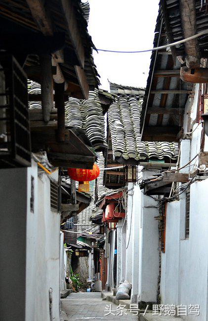 新疆野鹅自驾游视频,野鹅圣诞节自驾游